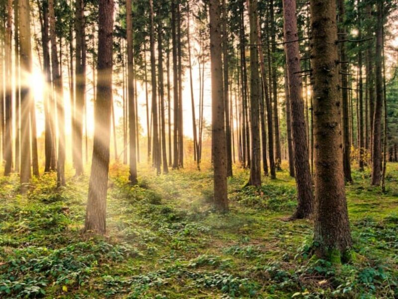 Peter James "Griff" Griffin