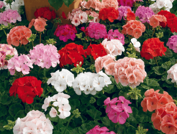 Dorothy Mary "Dot" Pollett