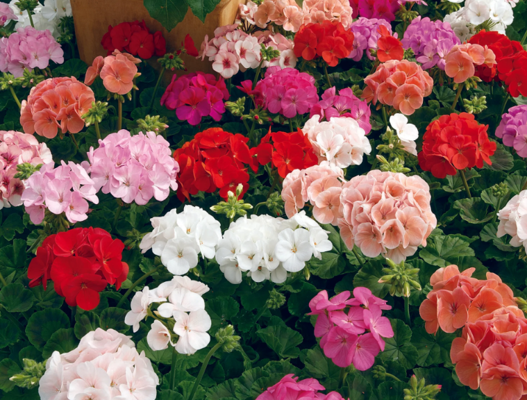 Dorothy Mary "Dot" Pollett