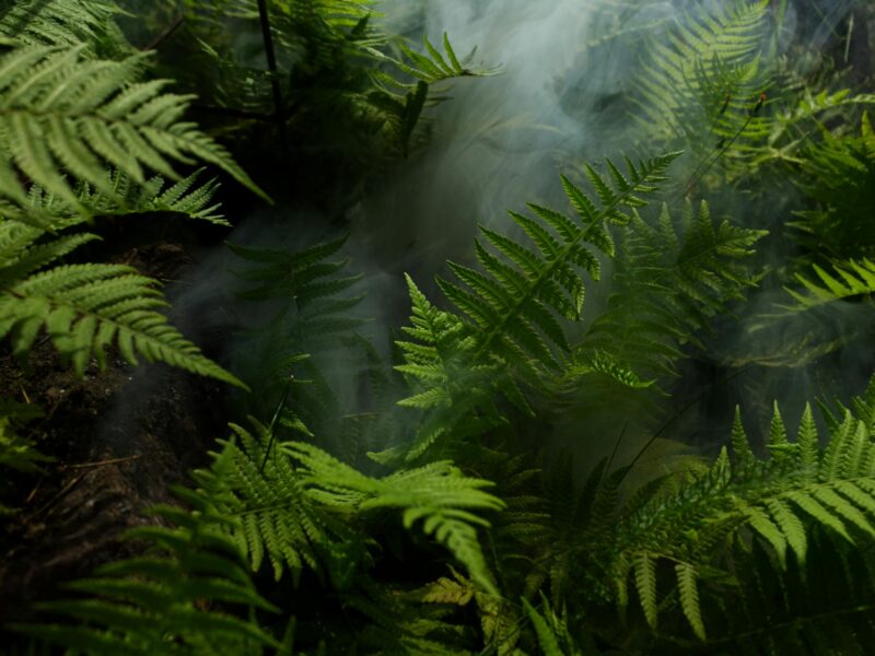 Whakapono Lewis (Lewis)  Moke